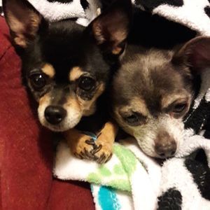 Meet your Posher, Allison